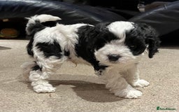 Cavapoo dogs for sale: Perfect family Cavapoos. Home raised, ready 28 Oct - Image 5