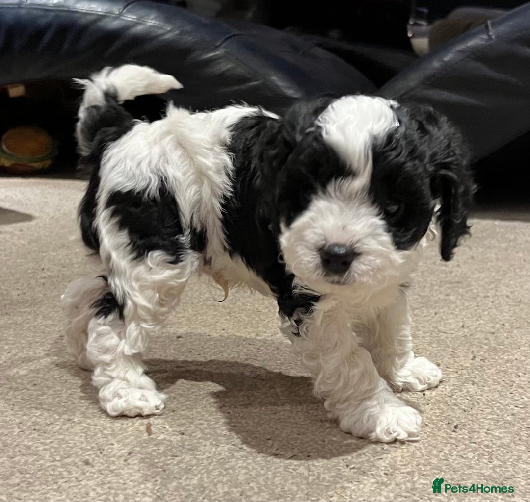 Cavapoo dogs for sale: Perfect family Cavapoos. Home raised, ready 28 Oct - Image 5
