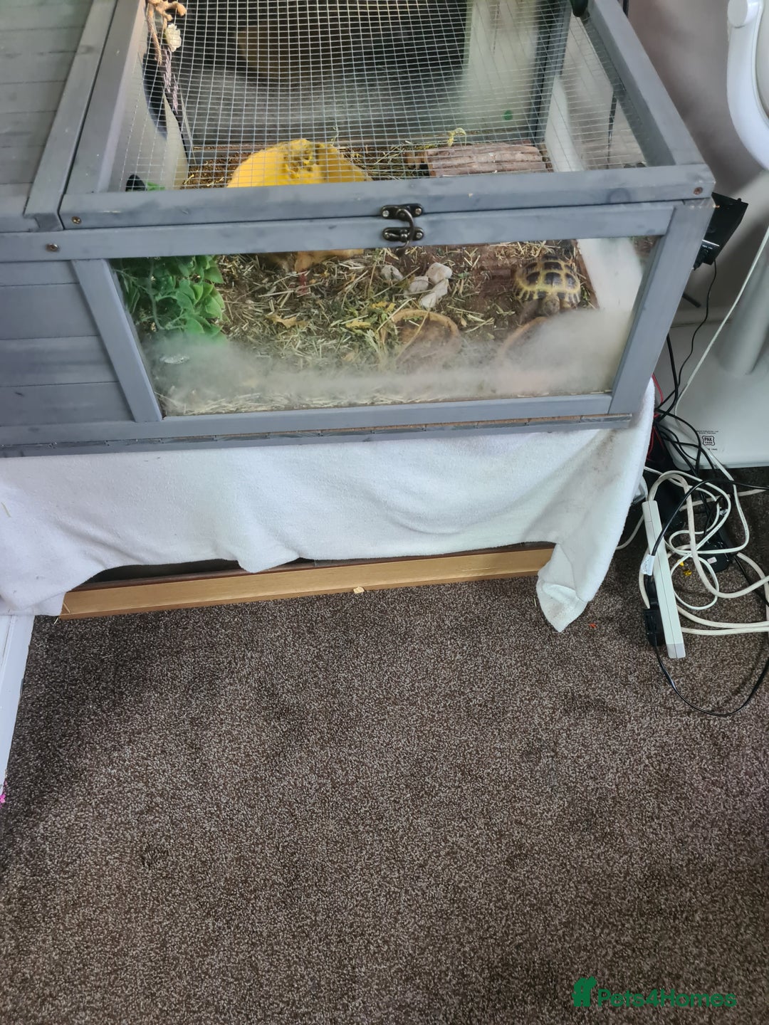 Mixed Breed invertebrates for sale: Tortoise - Advert 3