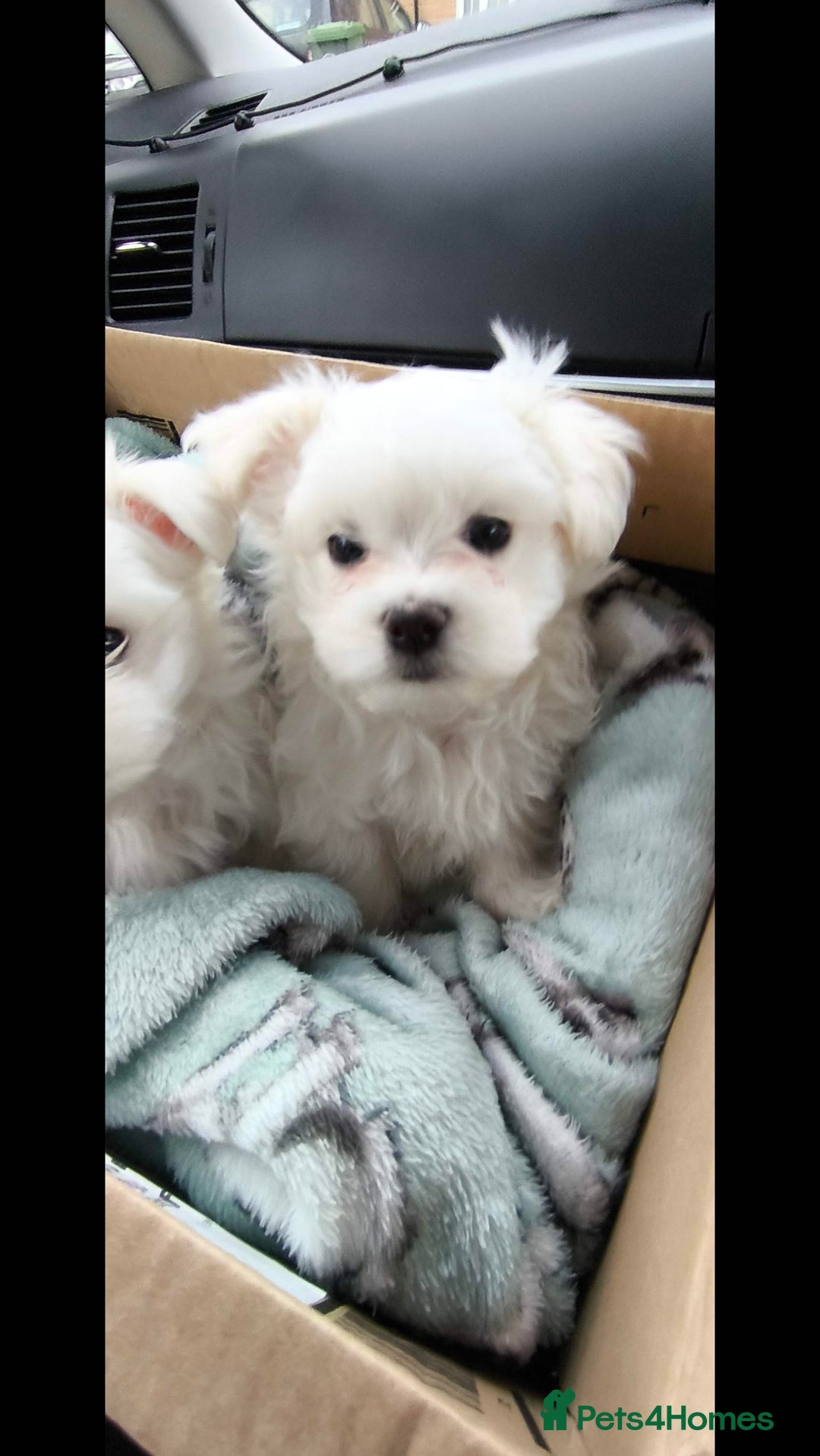 Maltese dogs for sale: Maltese korean line  - Advert 2