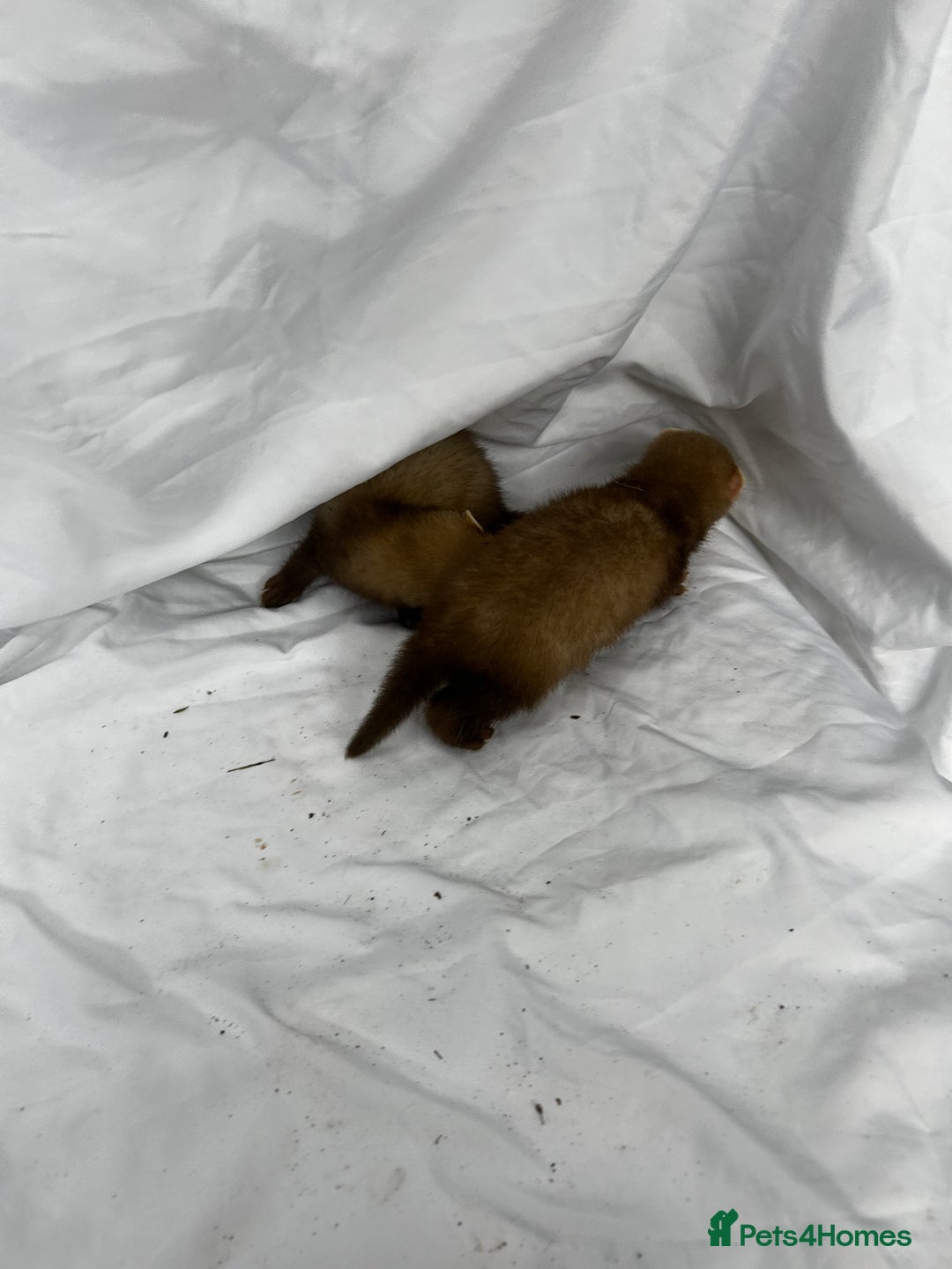 Ferret rodents for sale: Baby Ferrets - Image 21