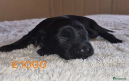 Cockapoo dogs for sale: Cockapoo puppies 🐶 - Image 4