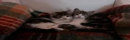 Mixed Breed cats for sale: Kittens for sale  in Pontypridd - Advert 2