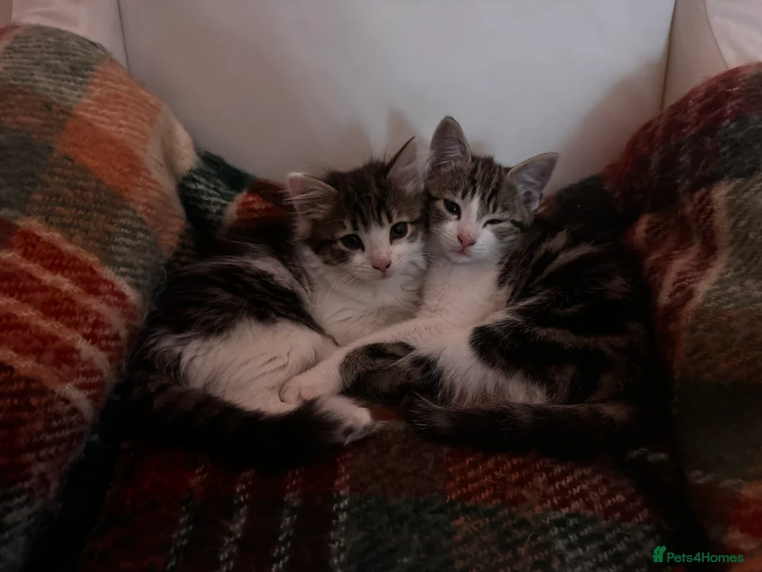 Mixed Breed cats for sale: Kittens for sale  in Pontypridd - Advert 2