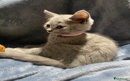 British Shorthair cats for sale: ✨Pure bred  chunky British shorthairs ✨ - Image 9