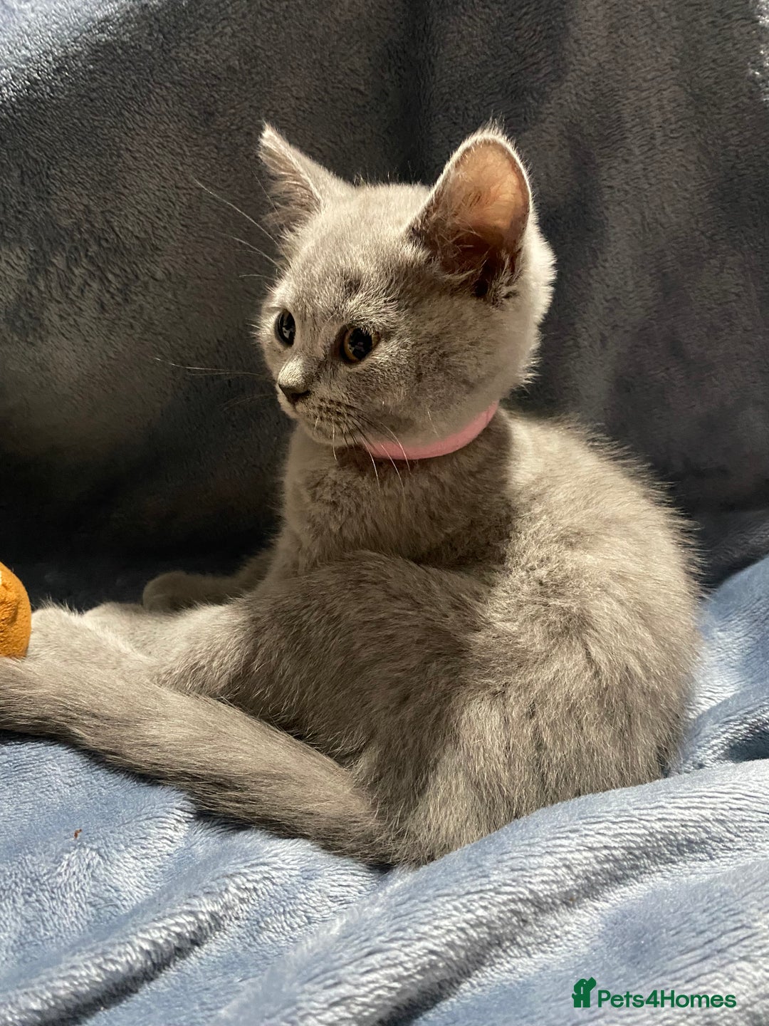 British Shorthair cats for sale: ✨Pure bred  chunky British shorthairs ✨ - Image 9