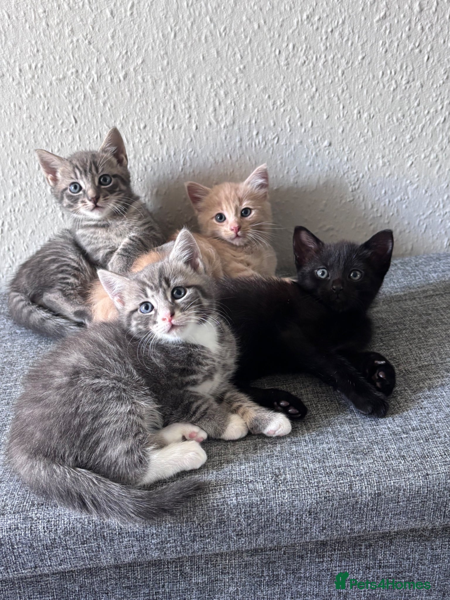 Mixed Breed cats ✨ 🐾 Kittens ready from today 🐾✨ - Advert 6
