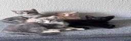 Mixed Breed cats for sale: ✨ 🐾 Kittens ready from today 🐾✨ - Advert 1