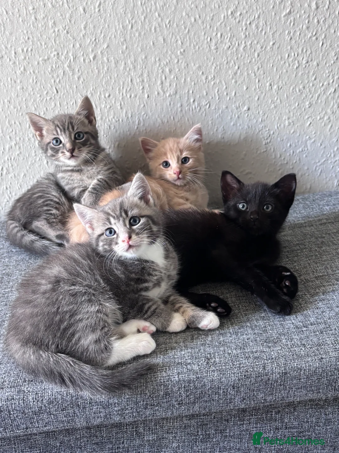 Mixed Breed cats for sale: ✨ 🐾 Kittens ready from today 🐾✨ - Advert 1