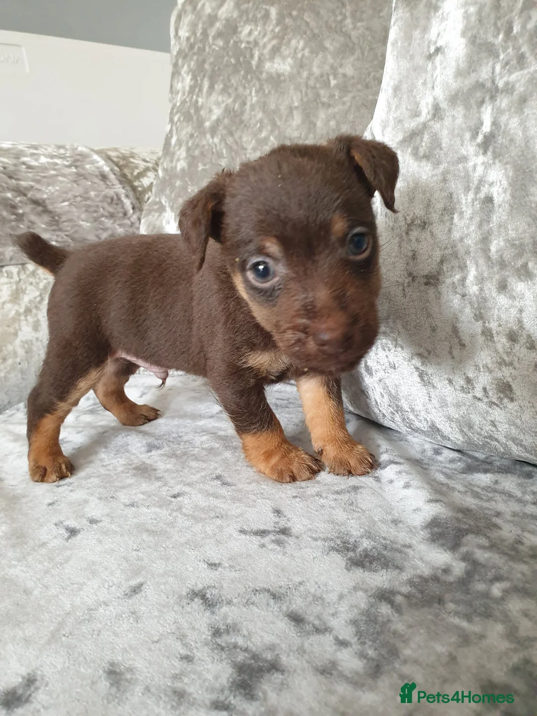 Patterdale Terrier dogs for sale: 3 patterdale terrier puppies - Advert 1
