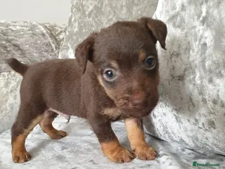 Patterdale Terrier dogs 3 patterdale terrier puppies - Advert 3