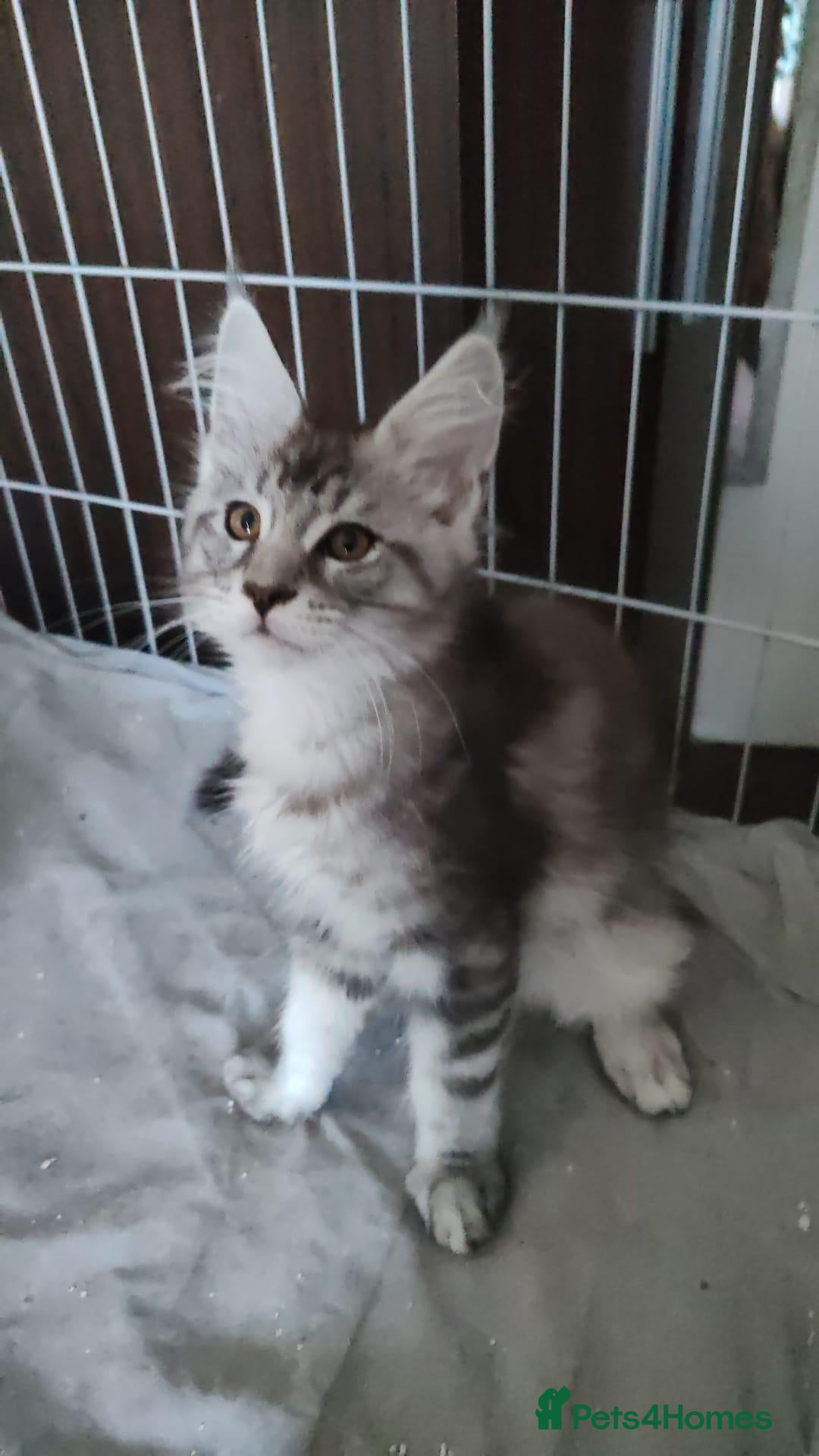 Maine Coon cats Russian bloodline Maine coon kittens - Advert 1