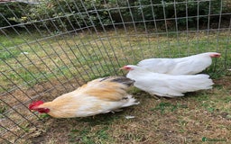 Chickens poultry for sale: Peking Bantam Trio - Image 7