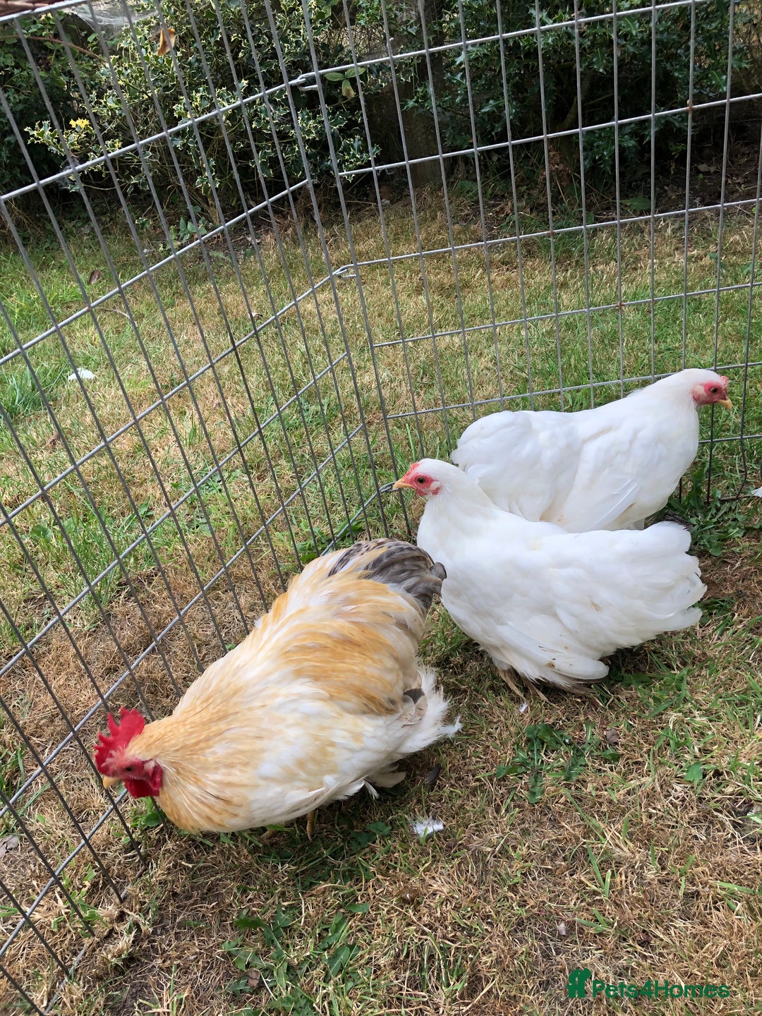 Chickens poultry for sale: Peking Bantam Trio - Image 7