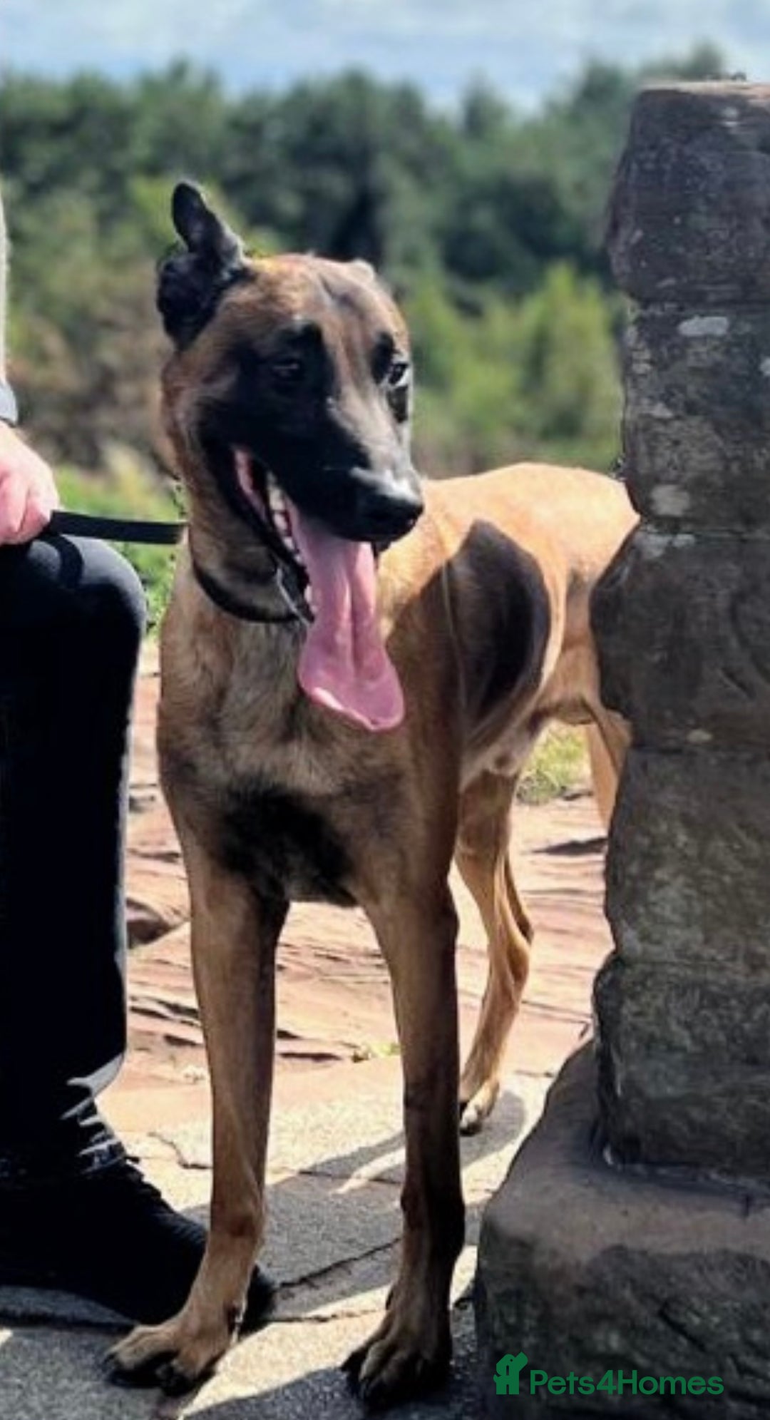 Belgian Shepherd Dog dogs for stud: NASDU2 KC Malinois Import for Stud - Advert 5