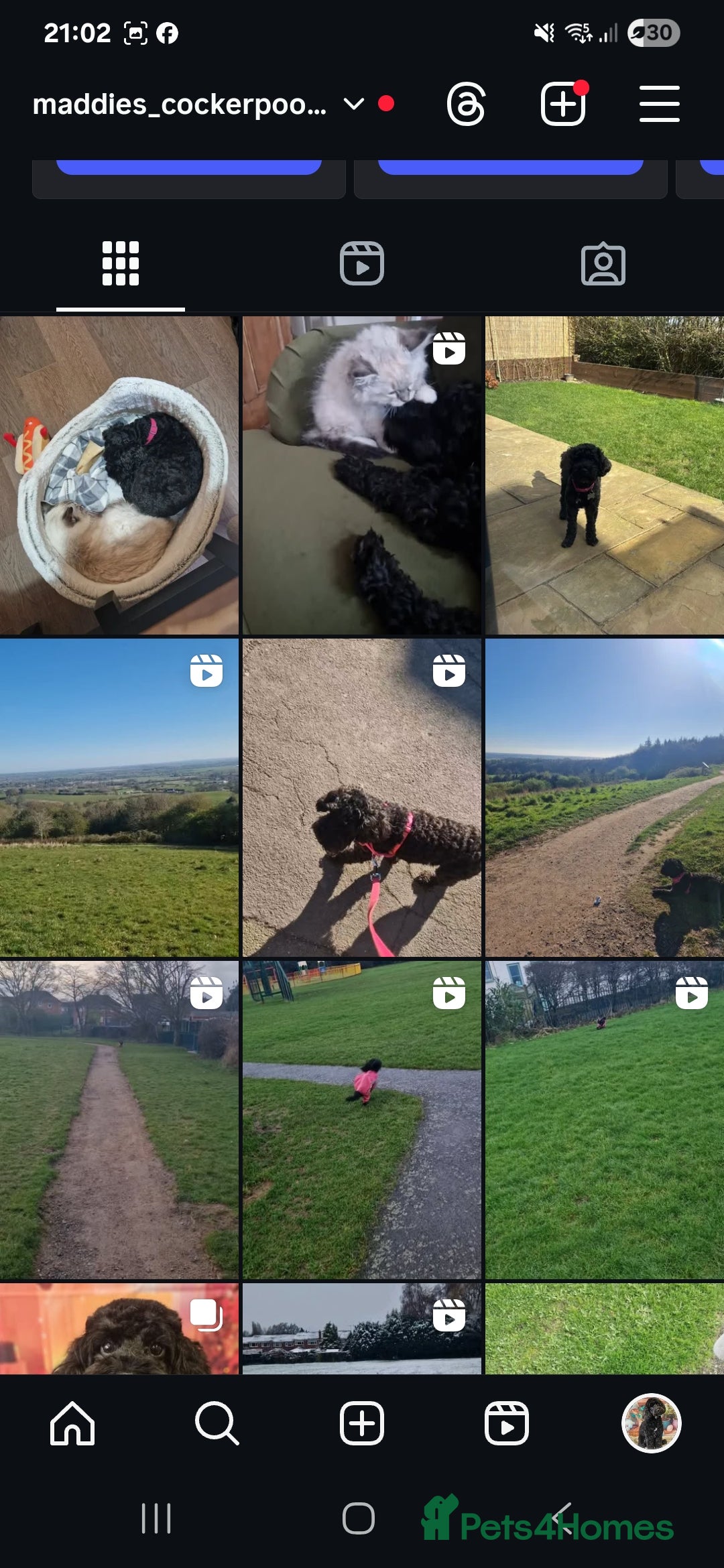 Cockapoo dogs for sale: Pregnancy confirmed due on 25th January  - Advert 4