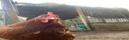 Chickens poultry for sale: Female chickens for sale - Advert 2