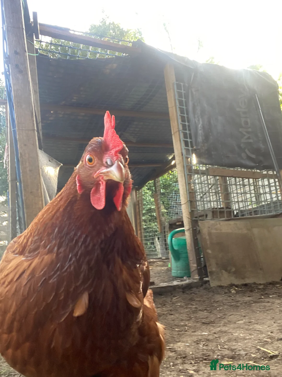 Chickens poultry for sale: Female chickens for sale - Advert 2