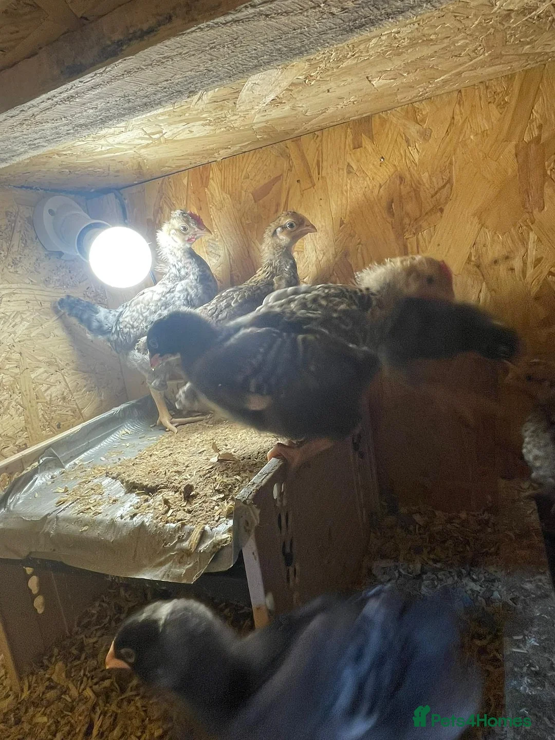 Chickens poultry for sale: Cream bar leghorn roos in Rotherham - Advert 3