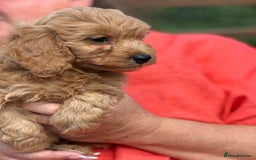 Cavapoo dogs for sale: ⭐️ READY TO FIND THEIR NEW FAMILY NOW⭐️ - Image 8