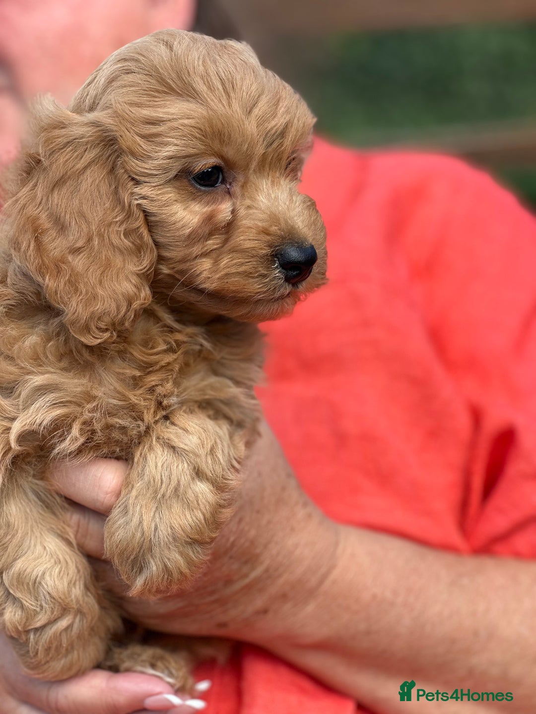 Cavapoo dogs for sale: ⭐️ READY TO FIND THEIR NEW FAMILY NOW⭐️ - Image 8