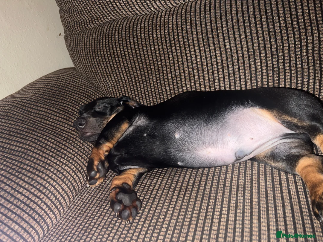 Dachshund dogs for sale: Dachshund puppies - Advert 16