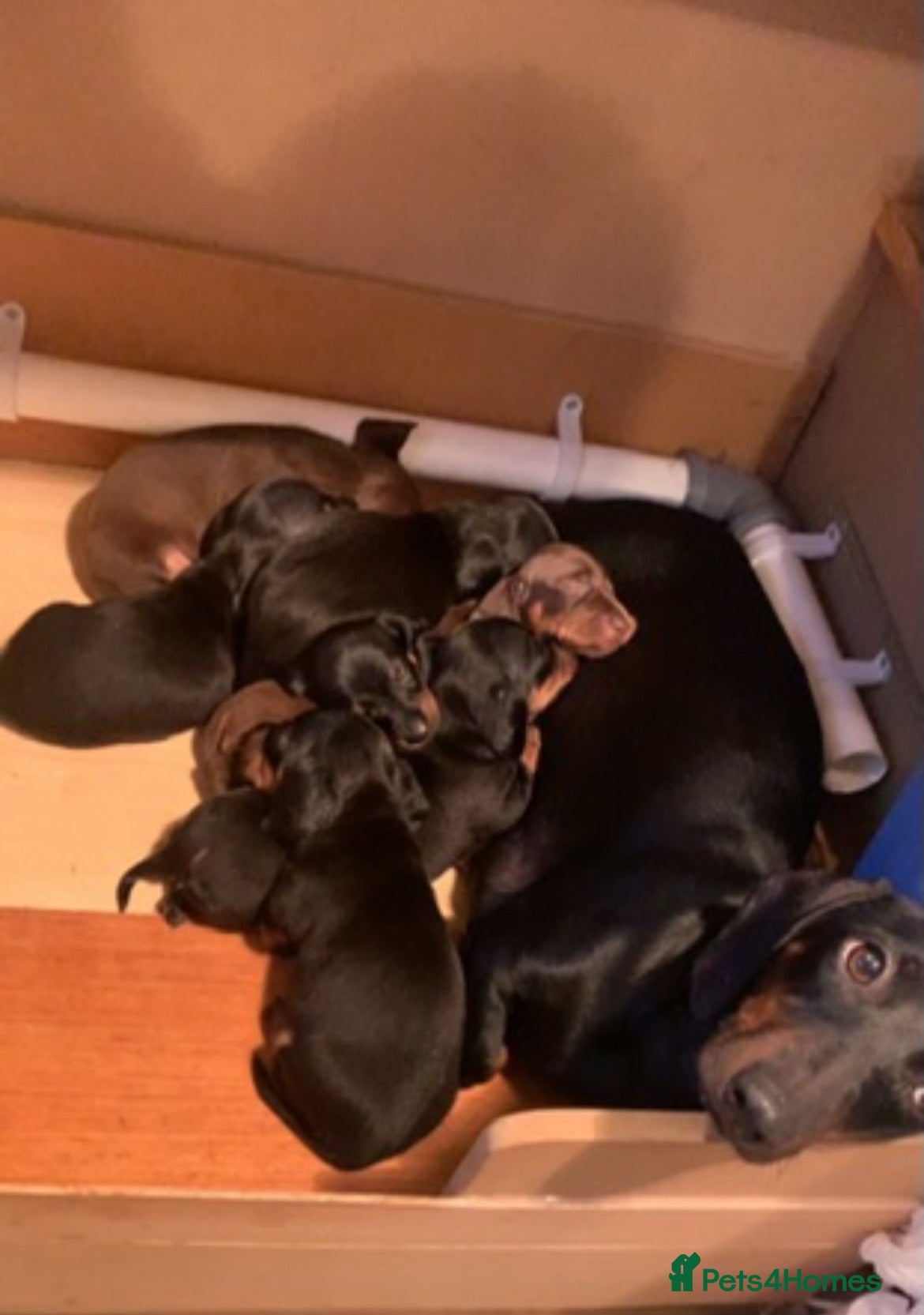 Dachshund dogs Three 3 year old + five 2 year old dachshund dogs. - Advert 1