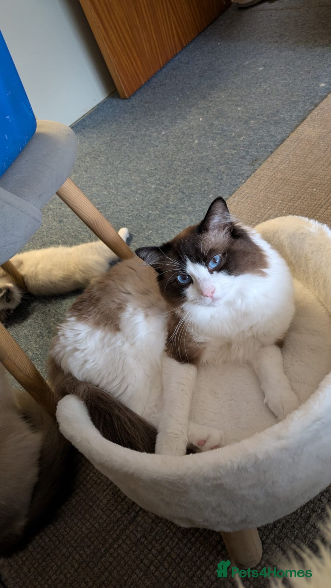 Ragdoll cats for sale: Beautiful Ragdoll Cat - Image 2