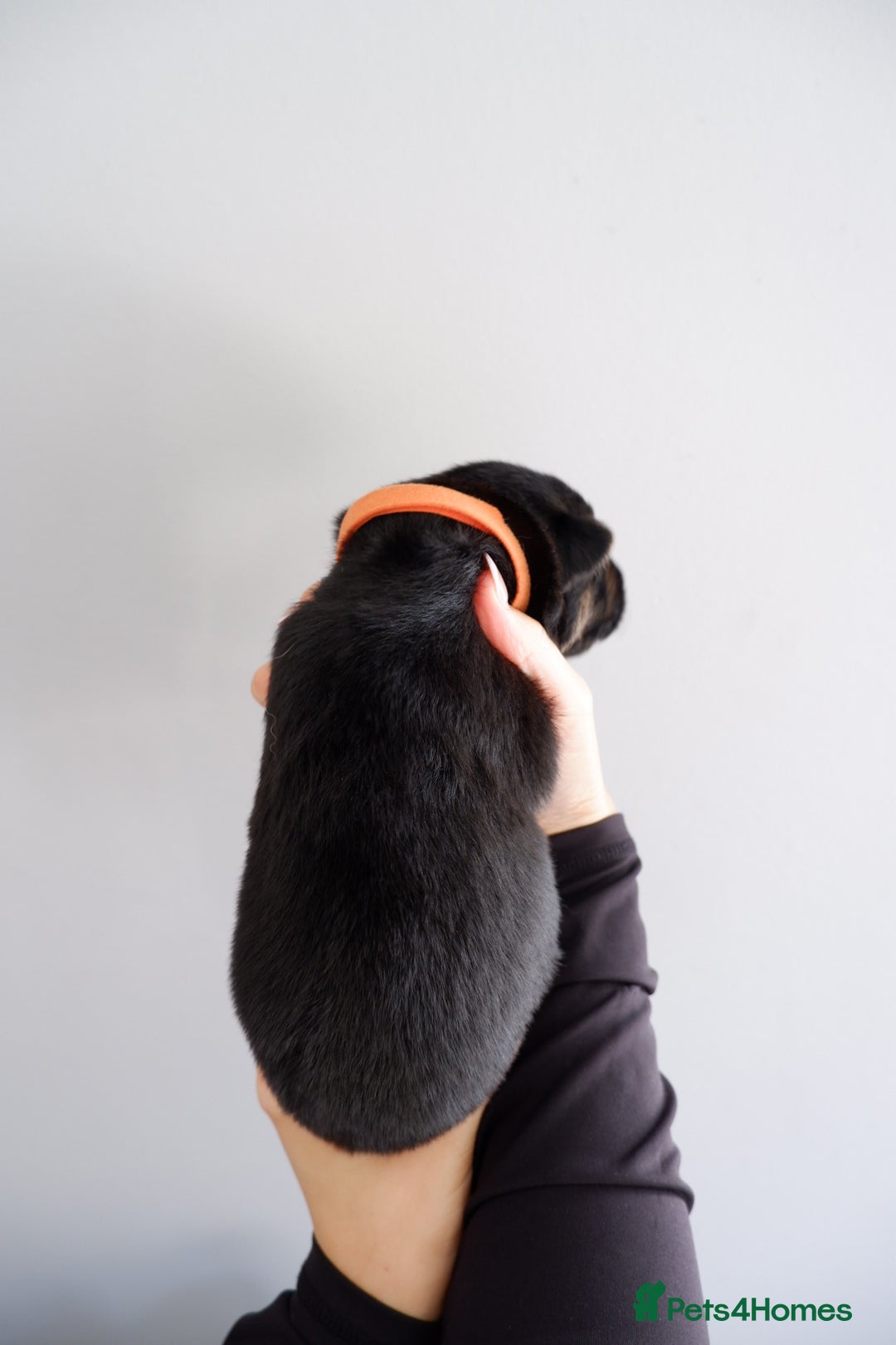 German Shepherd dogs for sale: 7 CHUNKY GERMAN SHEPHERD PUPPIES KC REGISTERED - Image 3