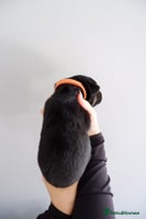 German Shepherd dogs - Advert 7