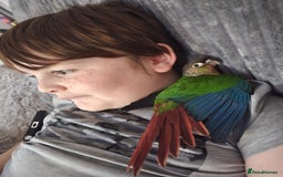 Parakeets birds for sale: Green Cheeked Conure. - Image 3