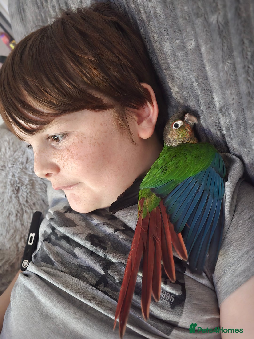 Parakeets birds for sale: Green Cheeked Conure. - Image 3