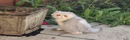 Persian cats for sale: Female Breeder Persian Cat Silver Tabby - GCCF - Advert 3