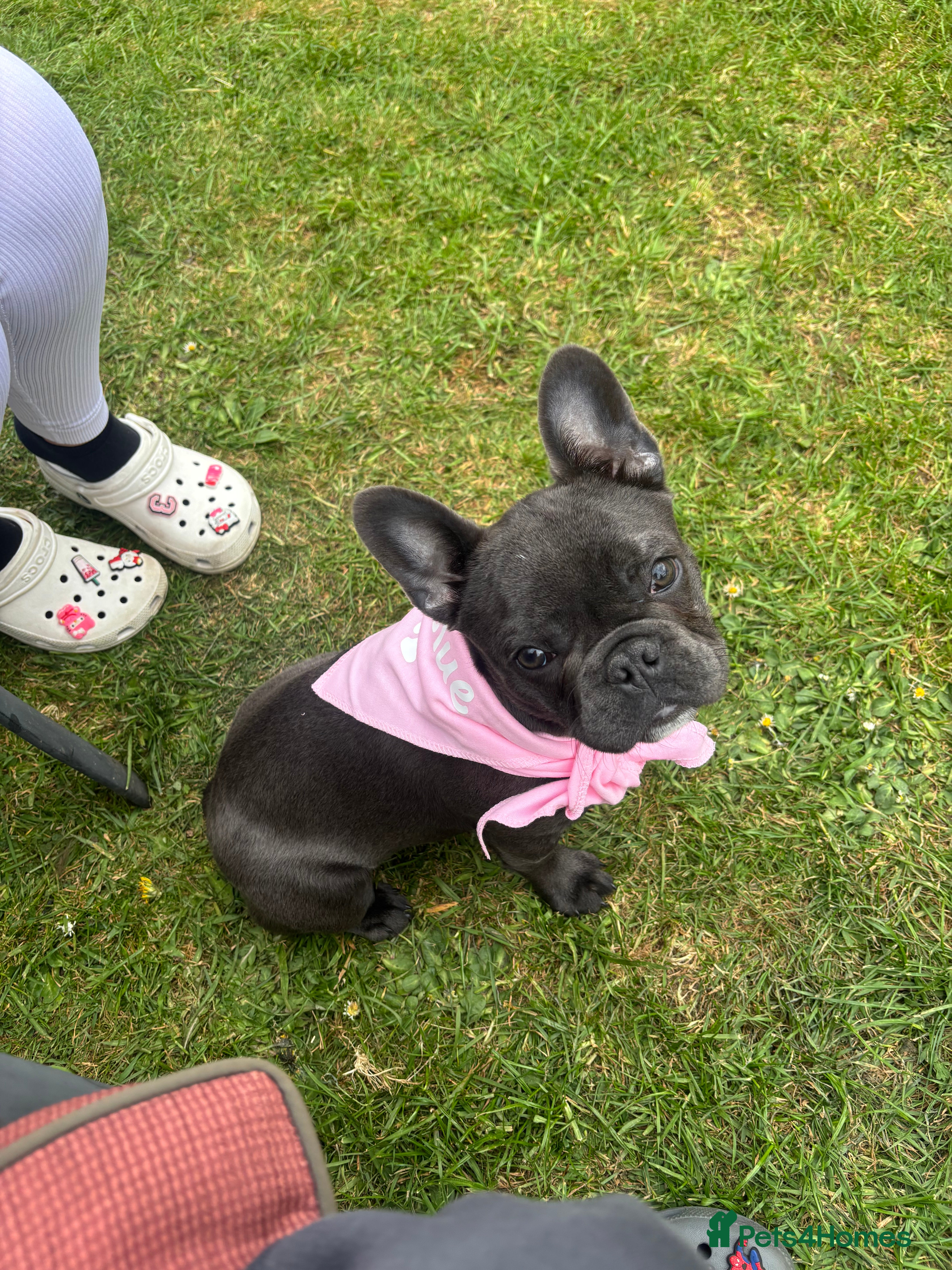 French Bulldog dogs french bulldog  - Advert 1