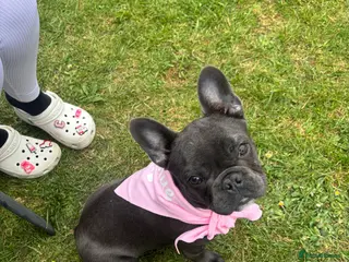 French Bulldog dogs french bulldog - Advert 1