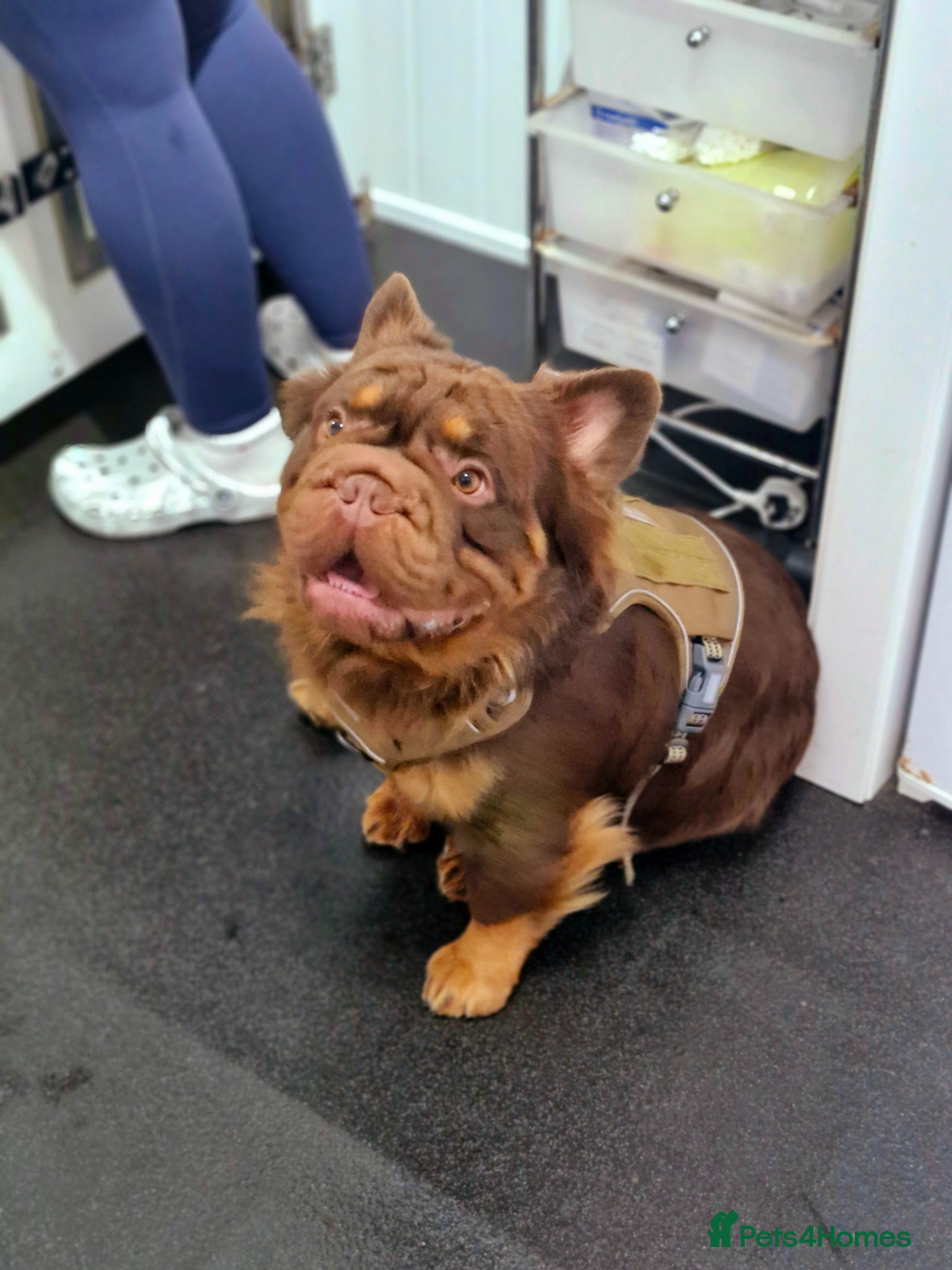 French Bulldog dogs Fluffy Rojo & Cherry Tan Big** STUD From £500 - Advert 1