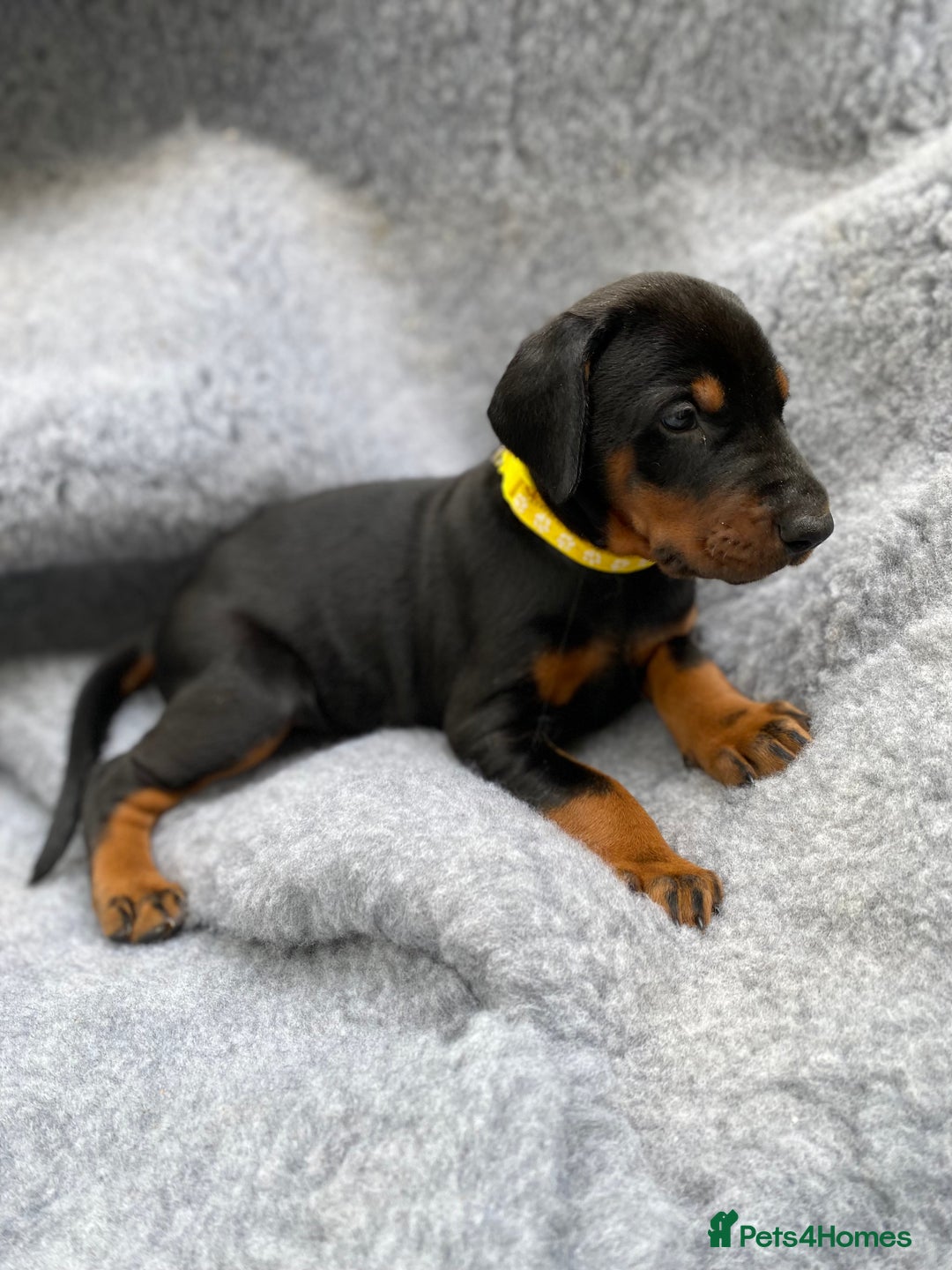 Dobermann dogs for sale: KC REGISTERED DOBERMAN ( 11 months old : Intact) - Advert 31