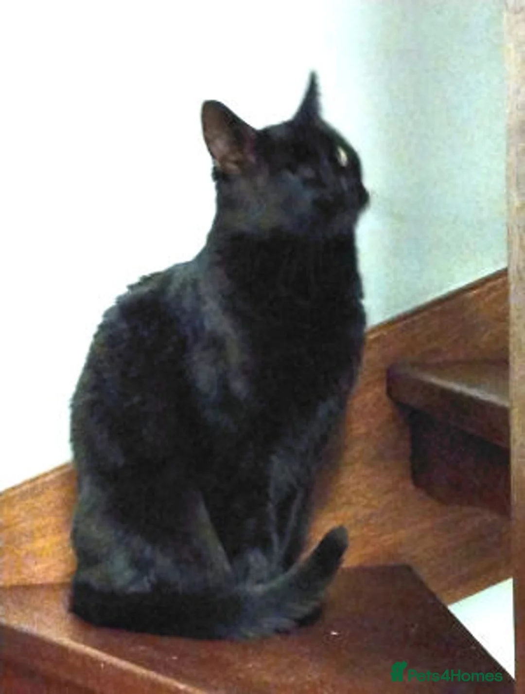 Mixed Breed cats for adoption: JACK. - Advert 4