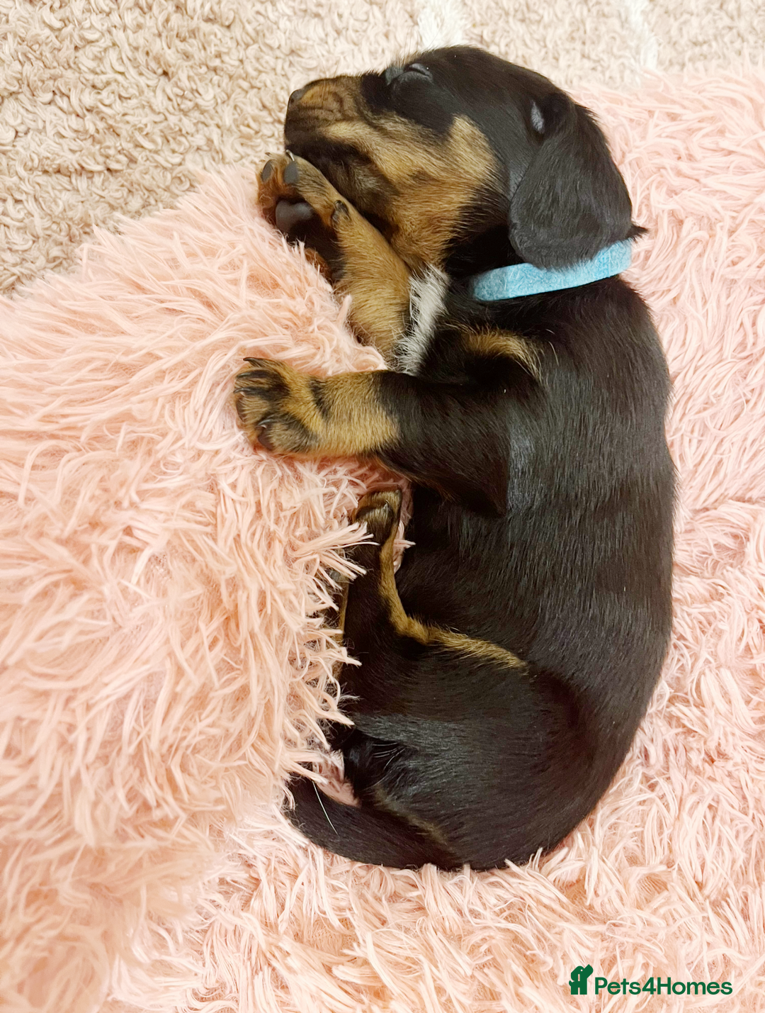 Mixed Breed dogs for sale: Dalmatian x dachshund  - Advert 9