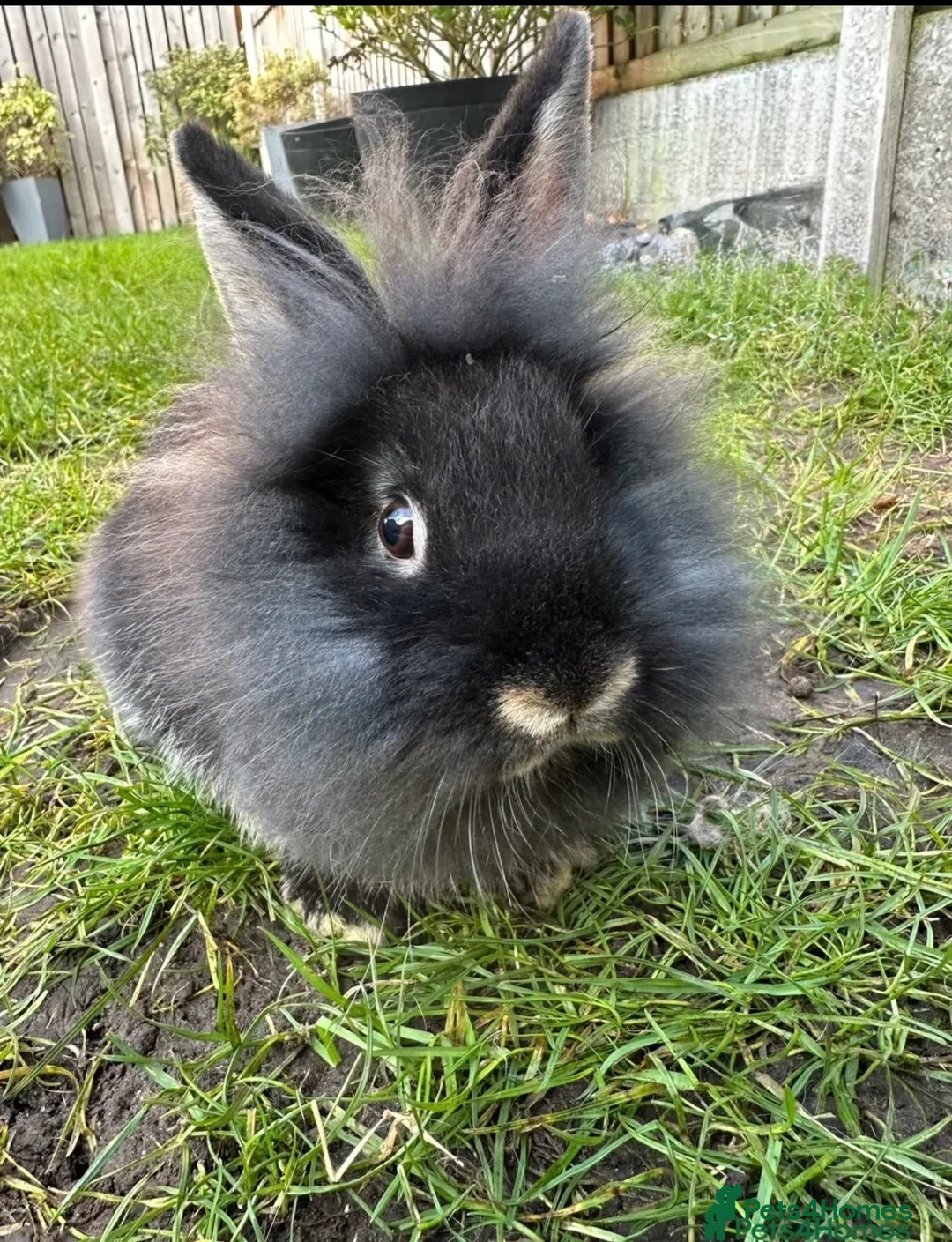 Lionhead rabbits for sale: Two female rabbits  - Advert 2