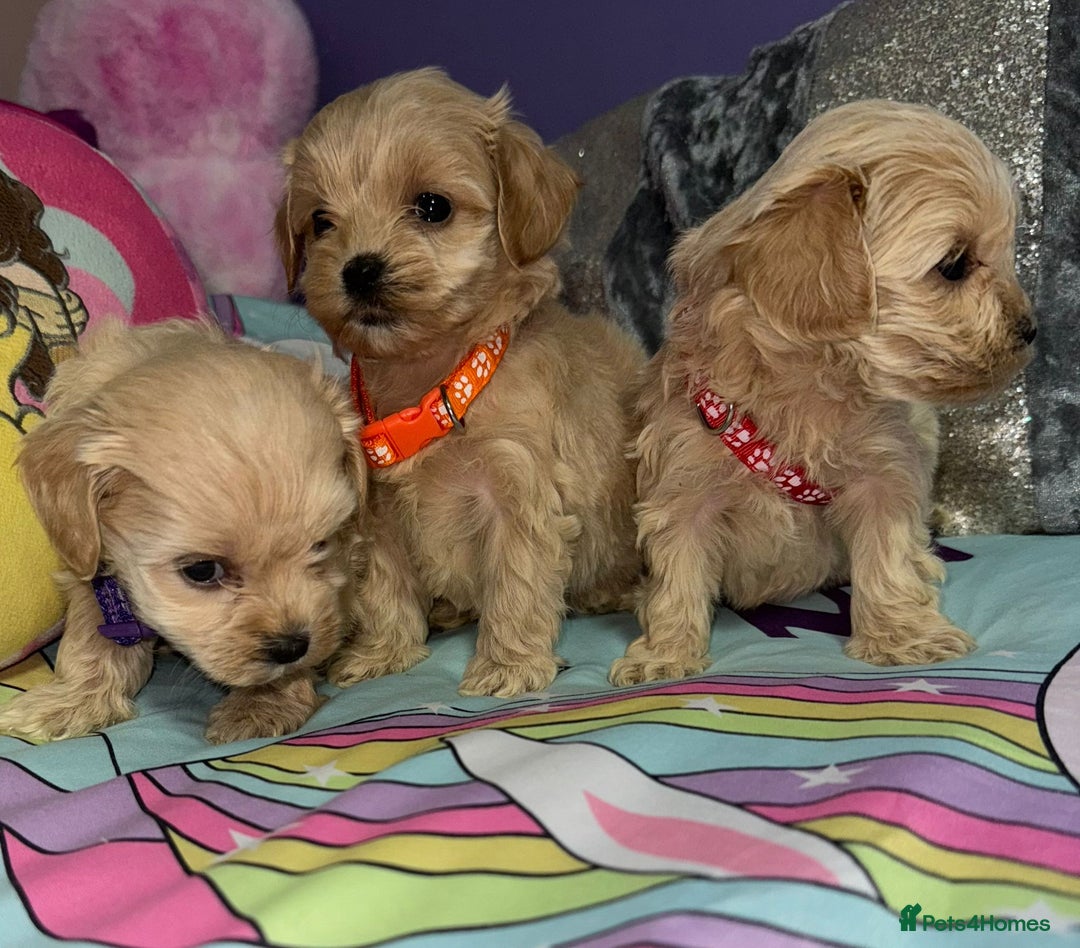 Maltipoo dogs for sale: Outstanding maltipoo - Advert 16