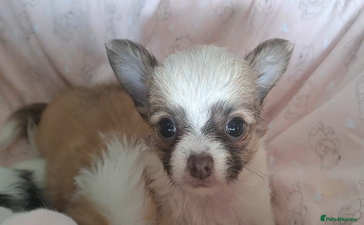 Chihuahua dogs - Advert 1