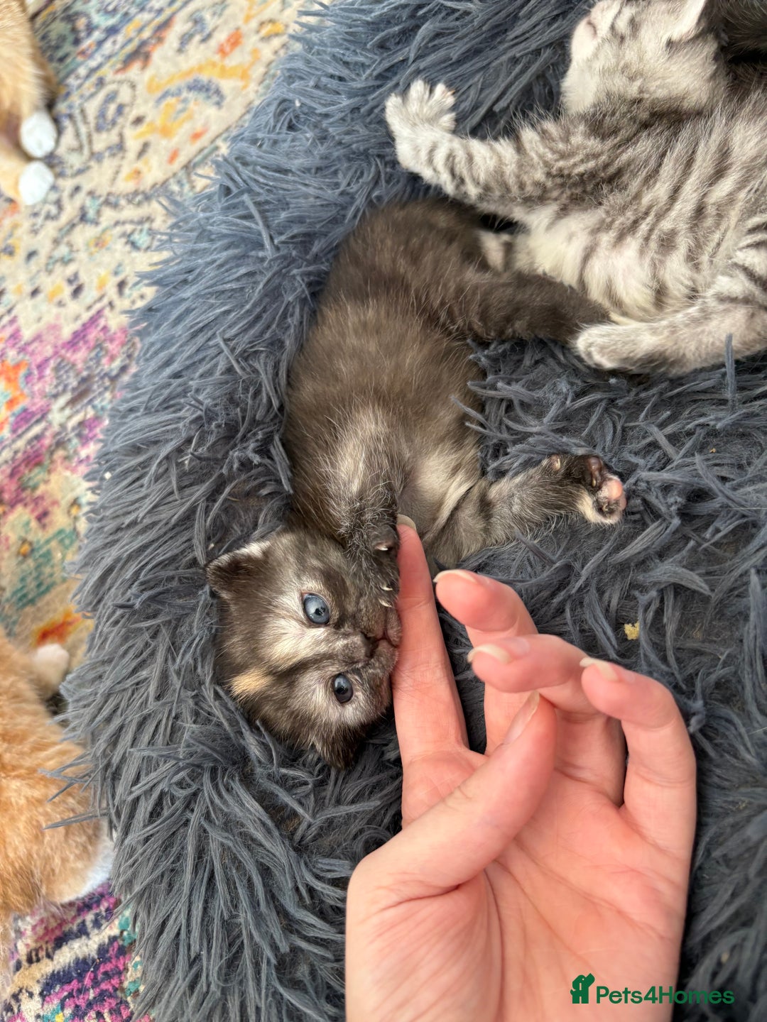 Bengal cats for sale: Beautiful half bengal kittens  - Image 17