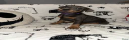 Mixed Breed dogs for sale: 10 Rottweiler cross Doberman pups - Advert 8