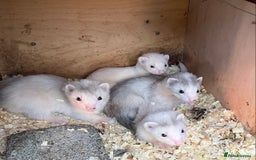 Ferret rodents for sale: Greyhound Ferret Kits - Image 2