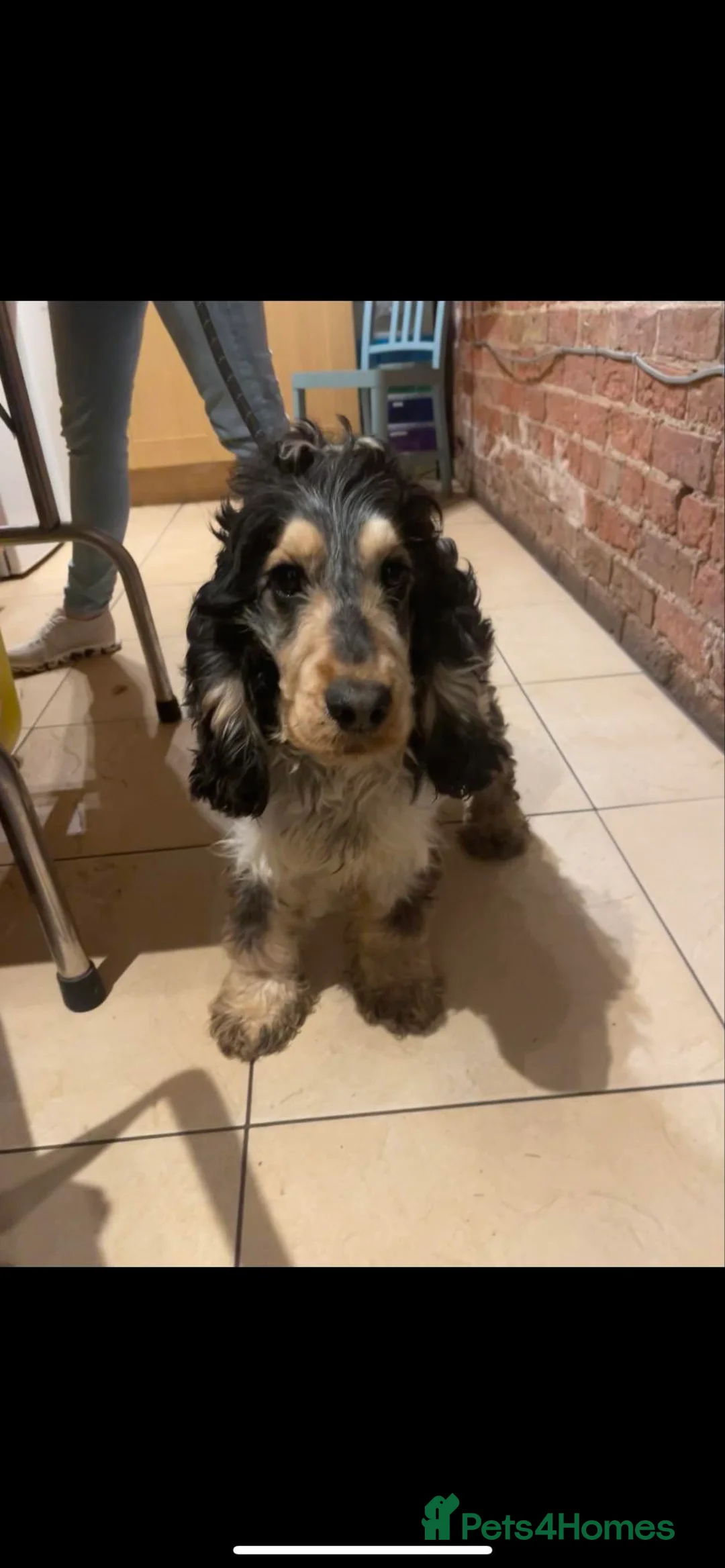 Cocker Spaniel dogs for stud: Blue roan and tan stud  in Doncaster - Advert 5