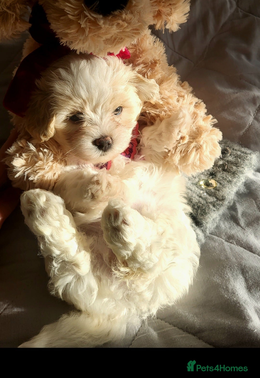 Maltipoo dogs Baby face mini maltipoo girl 💗💗💗 - Advert 18