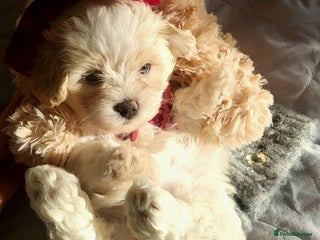 Maltipoo dogs Baby face mini maltipoo girl 💗💗💗 - Advert 18