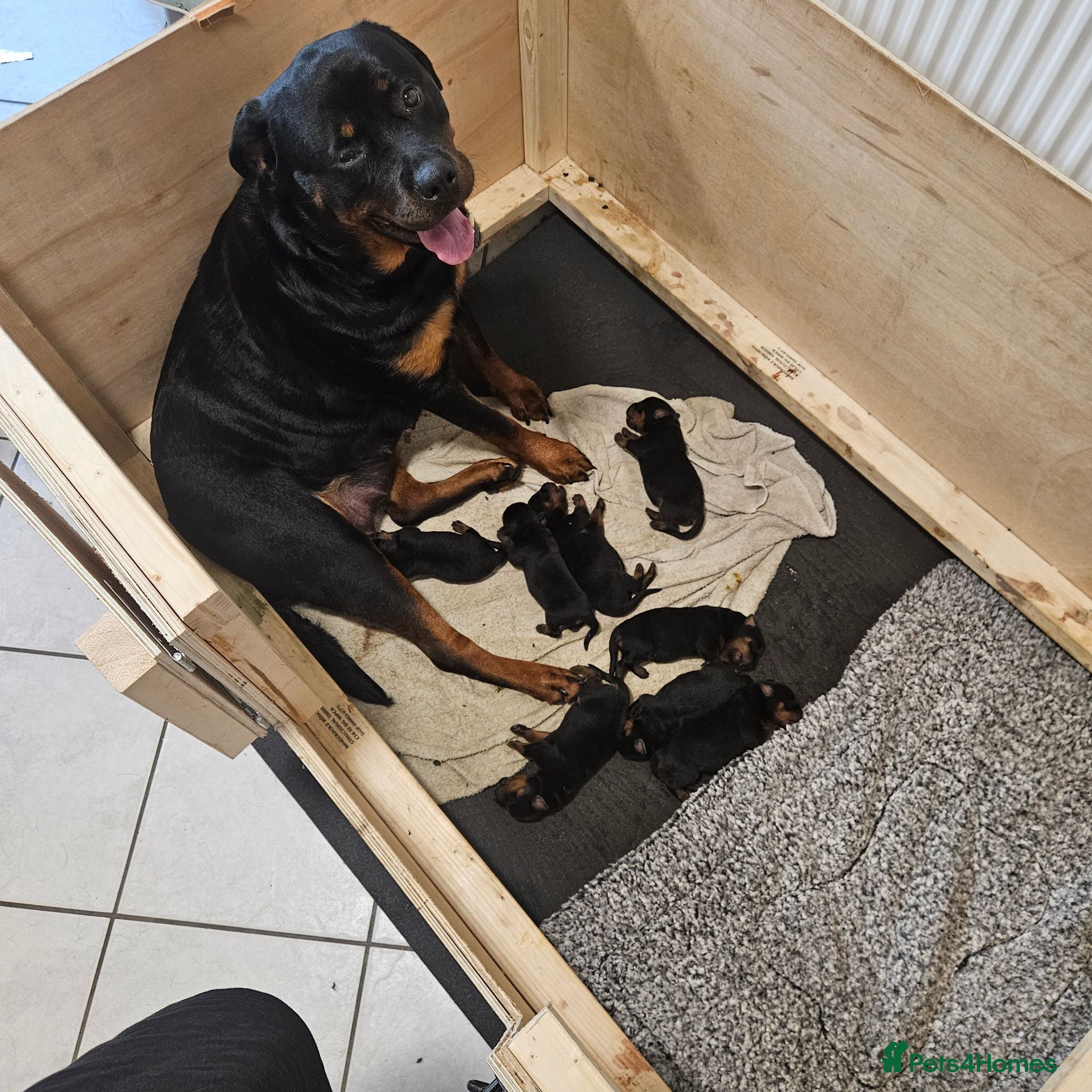 Rottweiler dogs 4 rottweiler boys  - Advert 1