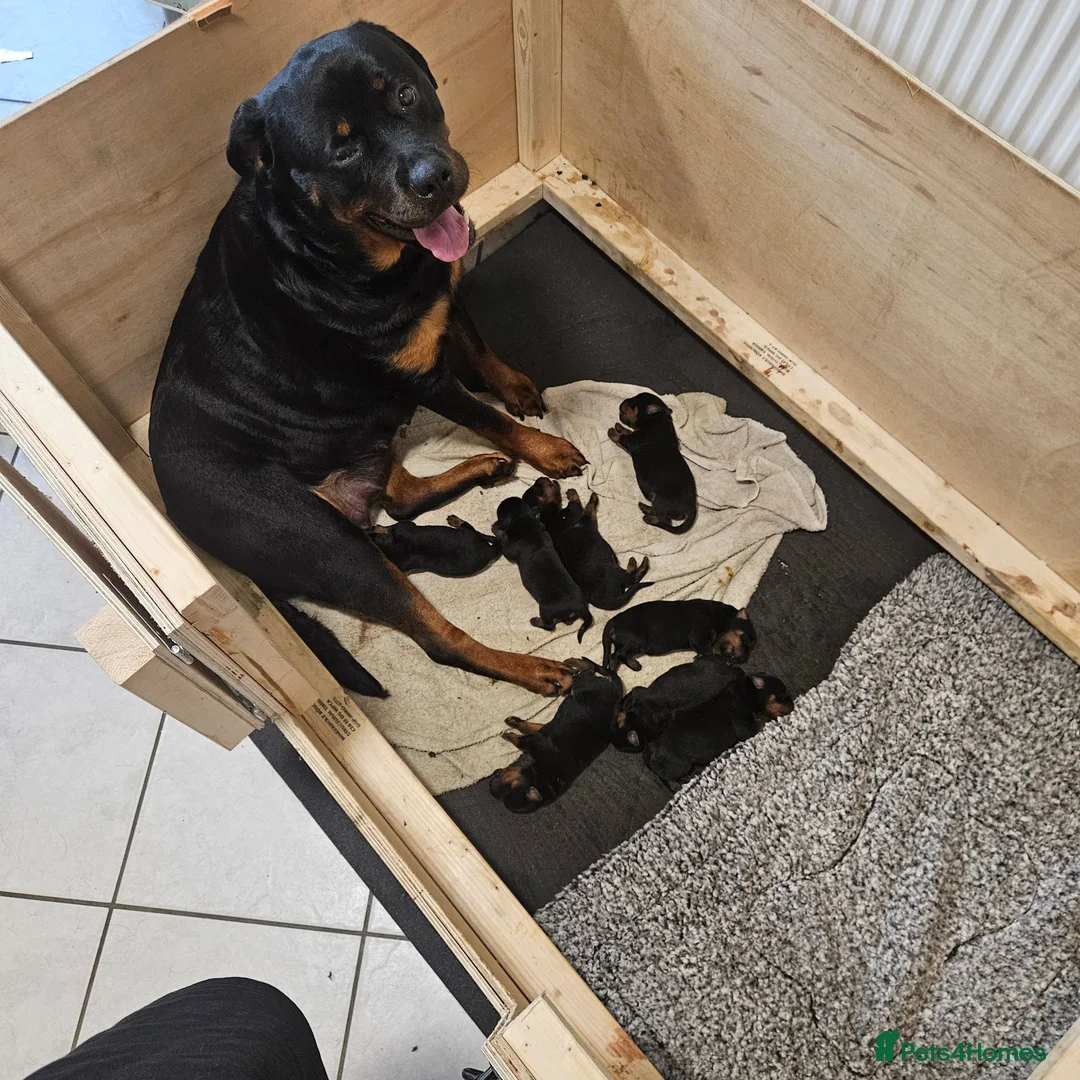 Rottweiler dogs for sale: 4 rottweiler boys  - Advert 1